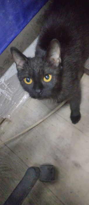 Отдам кошку ! Даром