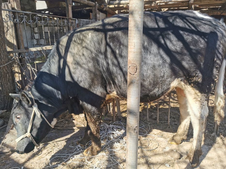 Продам крупного бычка