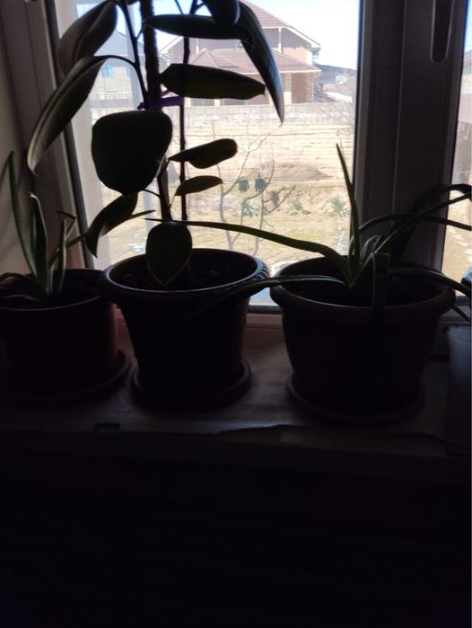 Комнатные растение