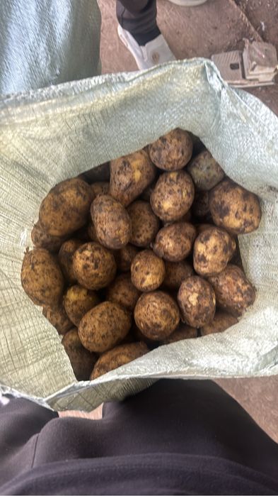 Картофель гала пойдет на храние