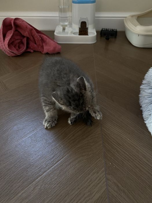 Продам кошку Симба