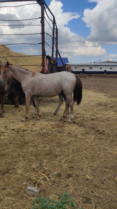 Кобылки / жеребец