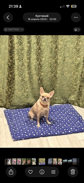 Продам чихуахуа 4,5 года