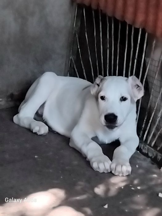 Щенок среднеазиатской овчарки