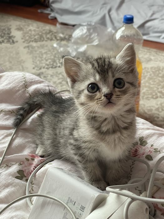 котенок британка