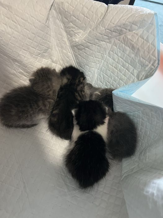 Котятя в добрые руки