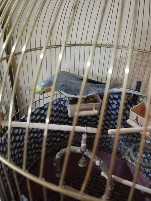 Продам попугая  карелла