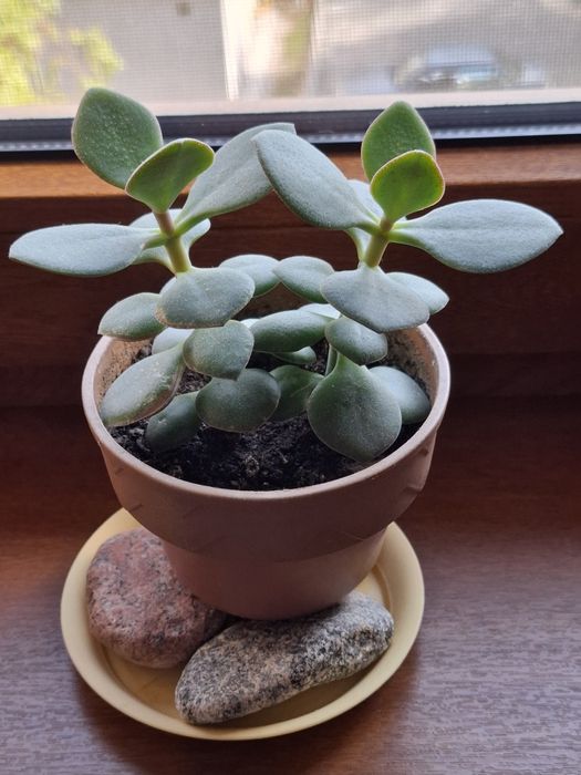 Кактусы разные, цена за каждый