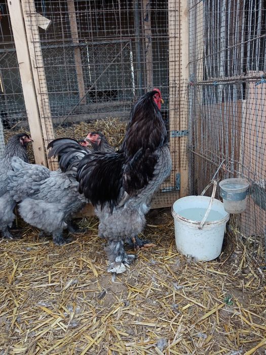 Vând ouă pentru incubat de brahma albastru