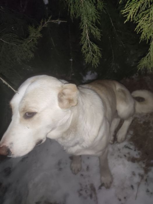 Срочно сатылады келісім бар