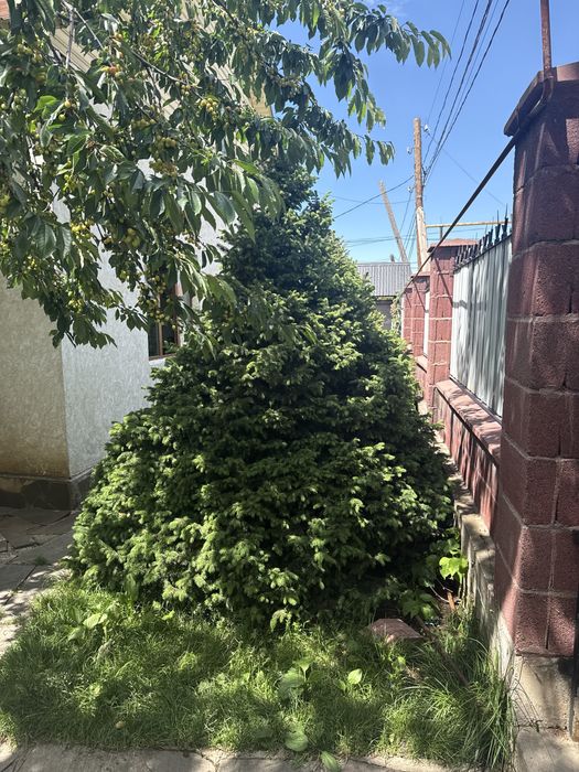 Продам елку срочно