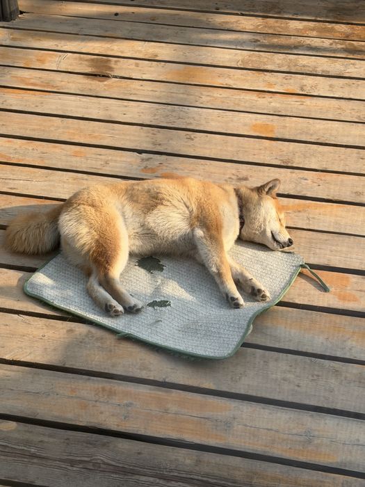 • Сиба-Ину (кличка Пудинг) 10 месяцев, девочка