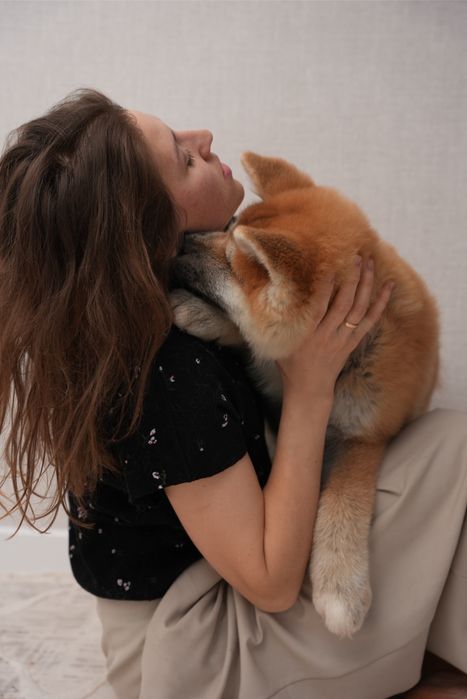 Щенки Акита Ину (Хатико)