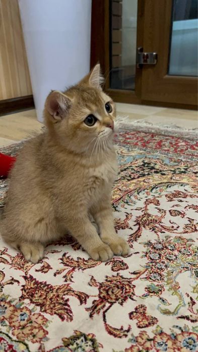 Продаются котята Британские Шиншиллы пу11