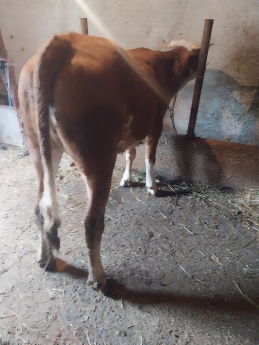 Vițică de vânzare