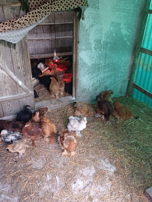 Vand pui brahma  varsta doua luni