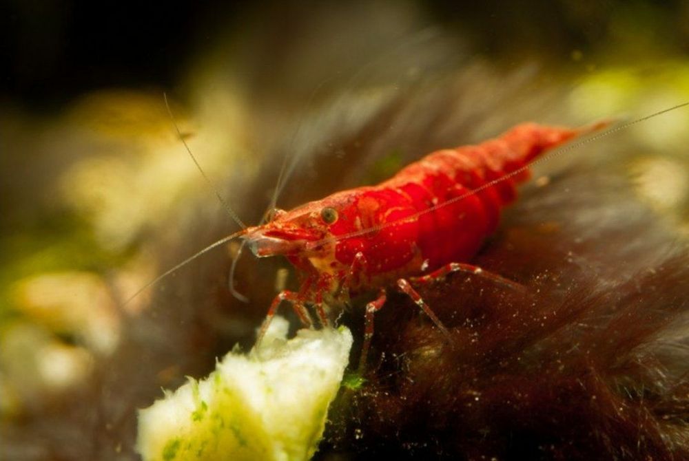 Криветка вишня красный