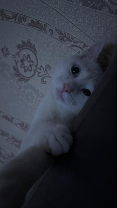 Отдам кота бесплатно