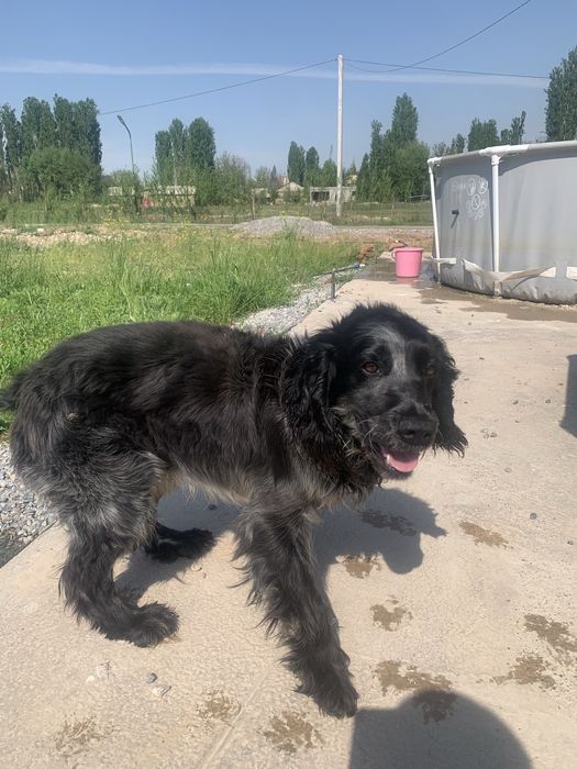 Руский спанель