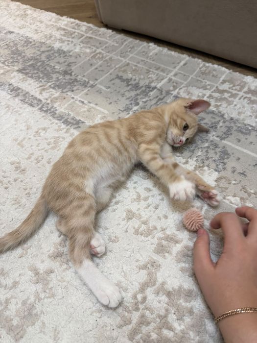 Отдам котенка в добрые руки