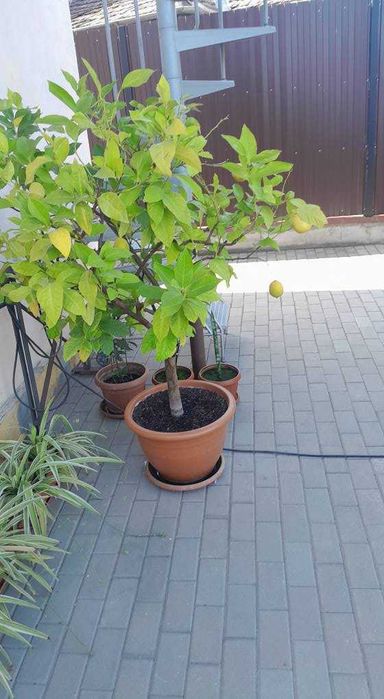 Vind LAMAI  ALTOIT  cu fructe tot anul .