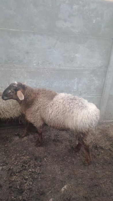 Продам кошкара один год