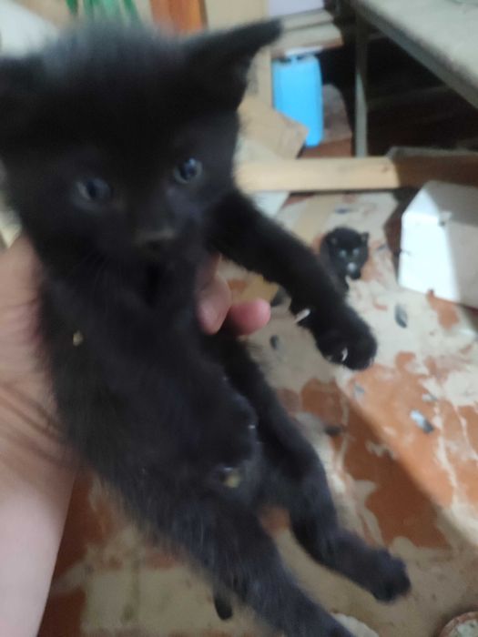 котята, мама  крысолов