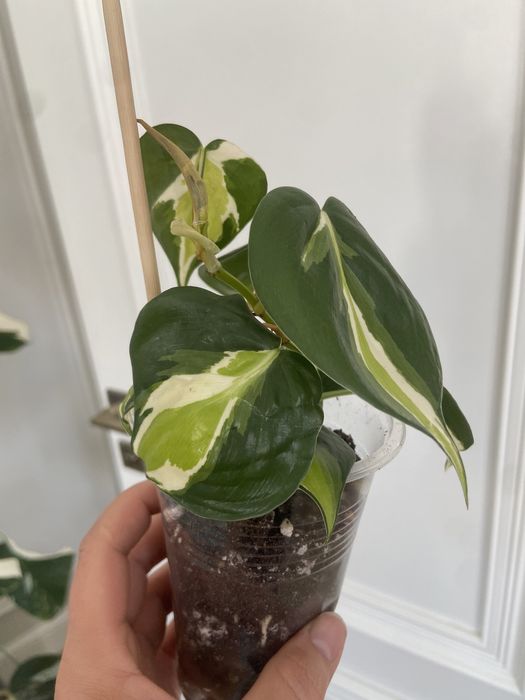 Медиопикта Триколор