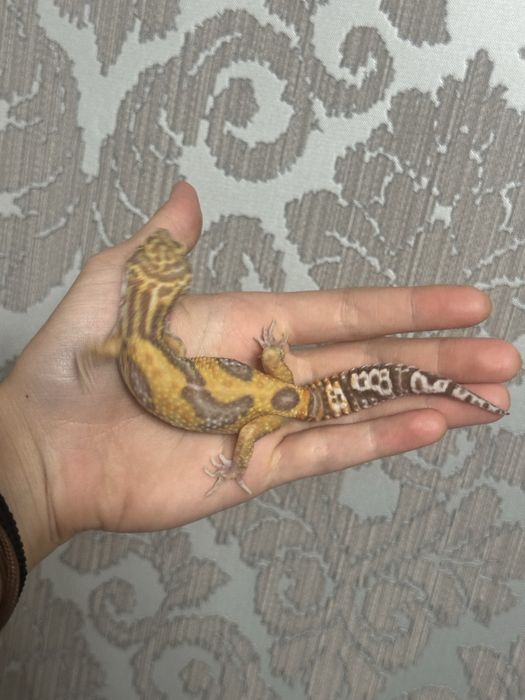 Молодая самка эублефара