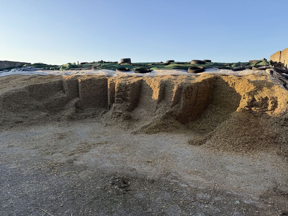 Vand Siloz pentru animale productie 2025