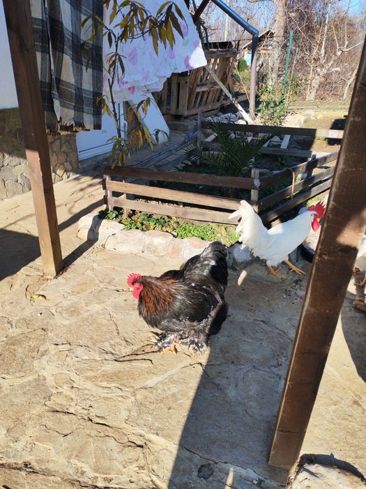 Продавам много красиви  петли