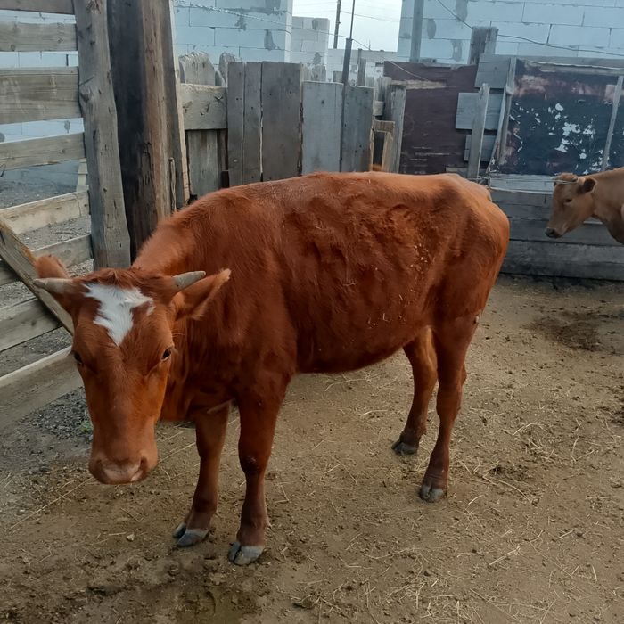 Срочно продам тёлочку.