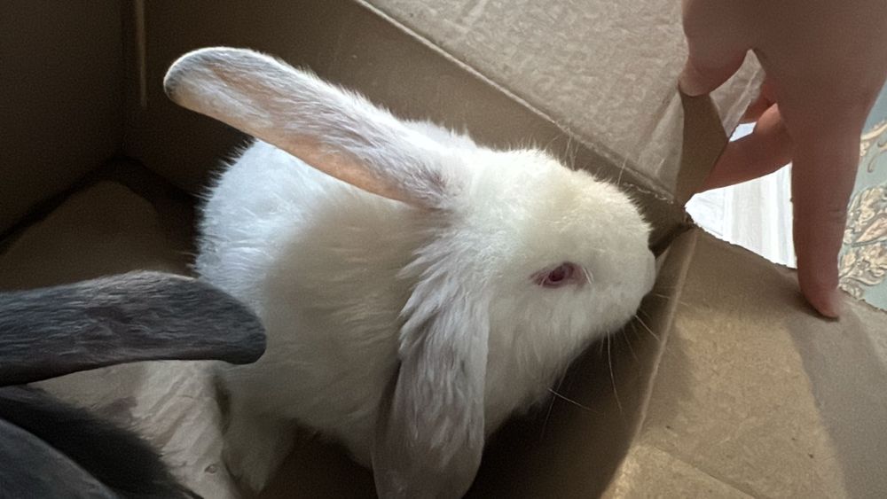 Продам двух домашних кроликов