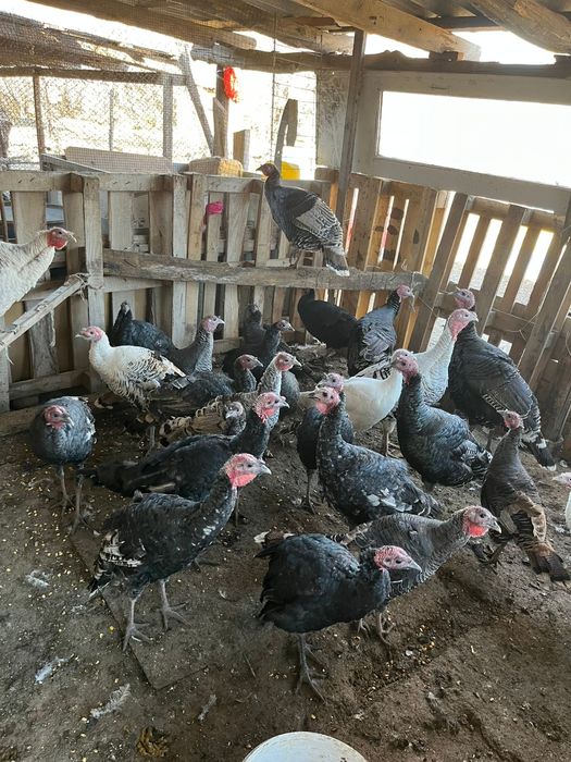 Индюки 12 000 тг