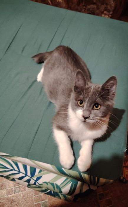 Полупородисто, мъжко котенце