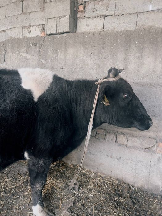 Сигир сотилади ёш икки марта туқан.