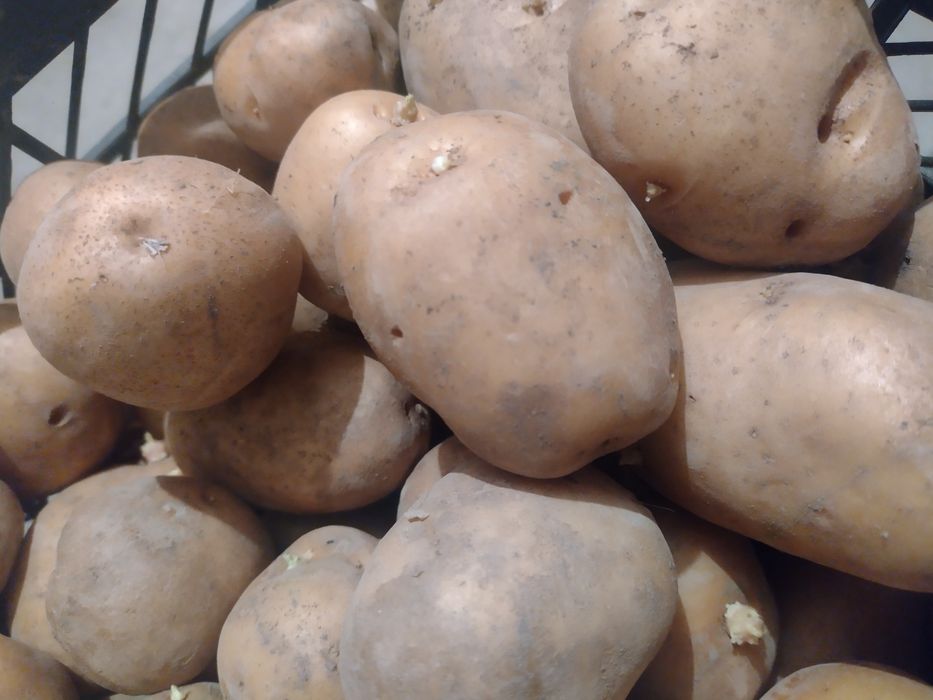 Жълти картофи  за семе .