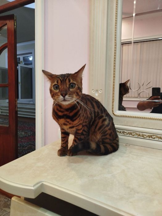 Продаётся котёнок бенгальский чистокровный