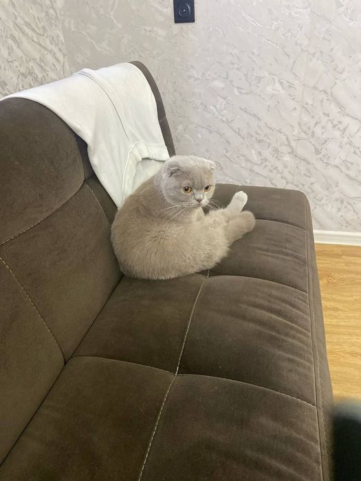 Бронирование котят шатландской пароды лиловый окрас окрас