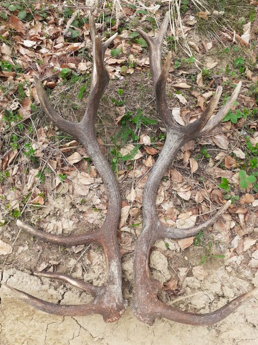 Vând perechi coarne de cerb