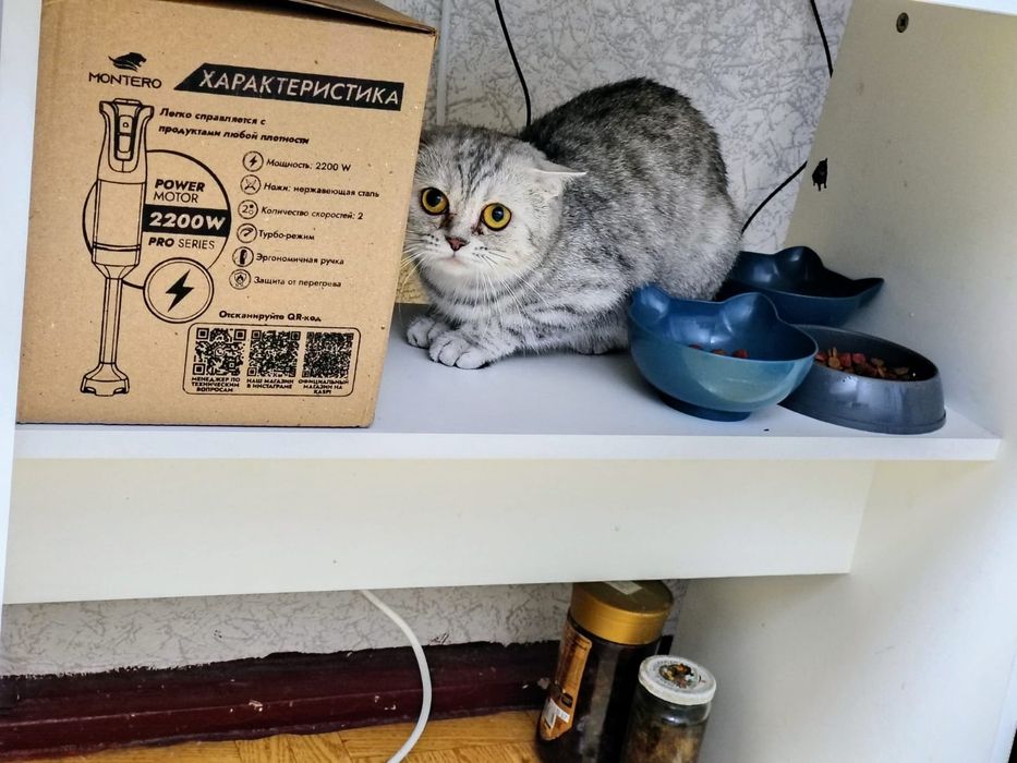 Продам котёнка скоттиш фолд