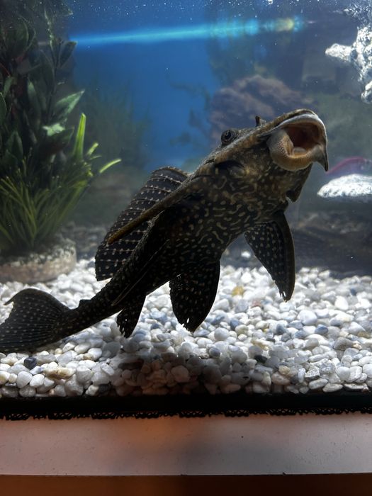 Pesti acvariu sanitari Hypostomus plecostomus