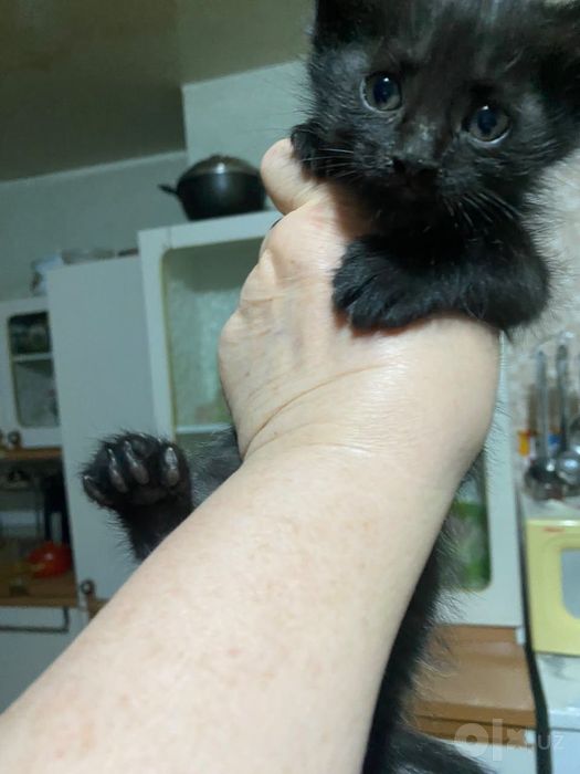 Черный котенок 2 месячный мальчик