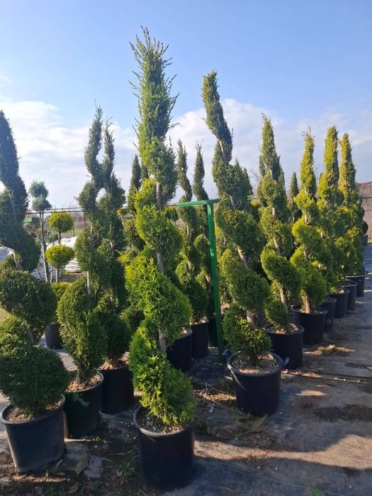Vând plante  ornamentale
