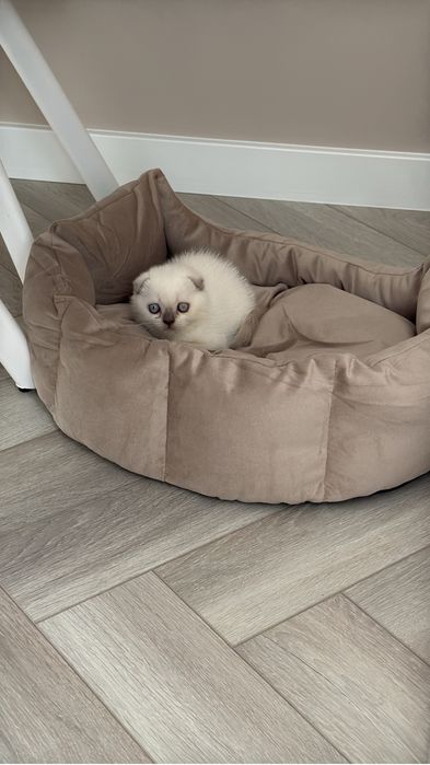 Котенок Шотландская вислоухая девочка.