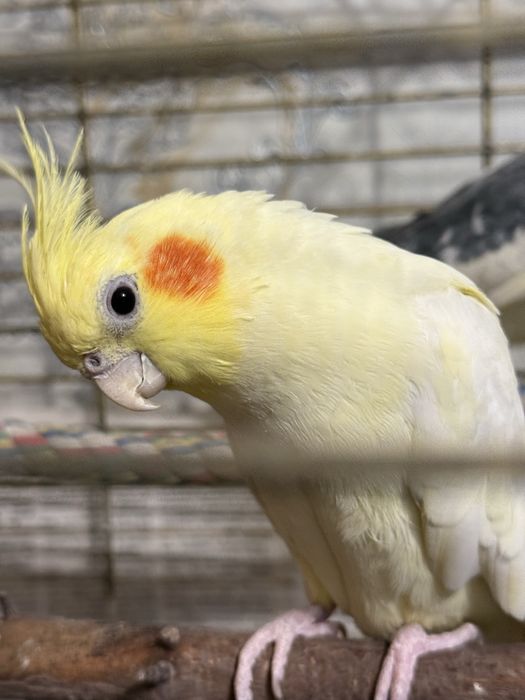 Попугай корелла пара