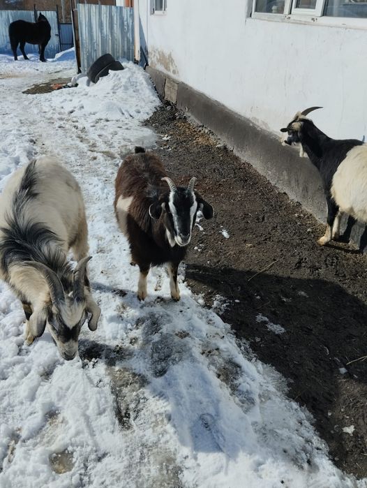 Козел молочной породы