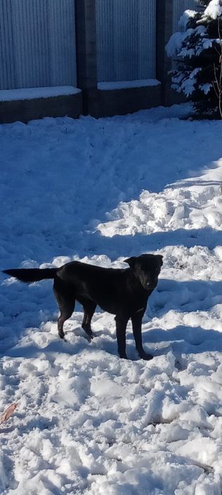 Ждёт очень любящих своих хозяев