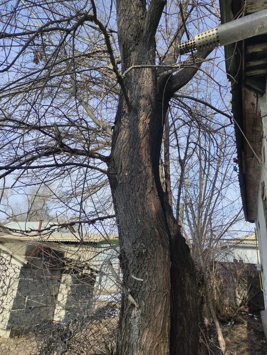 Отдам бесплатно карагачи.