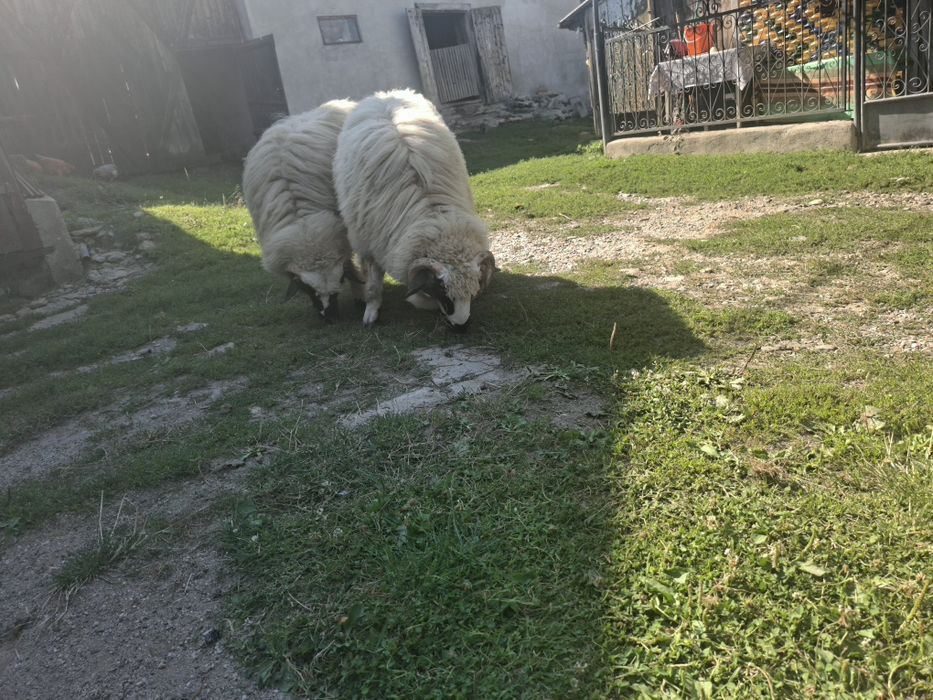 Berbeci de vânzare